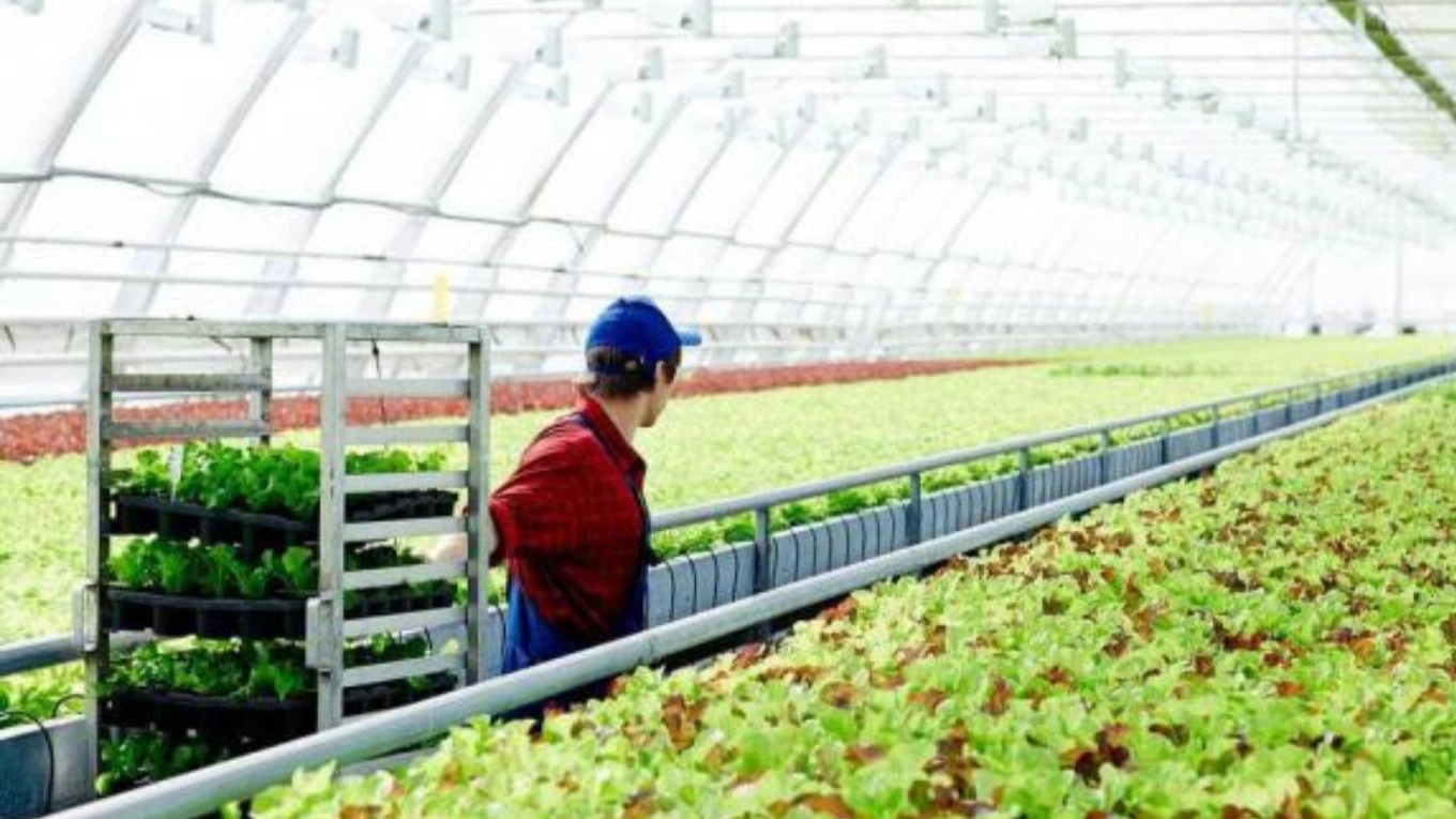 How will the smart greenhouse transform the future of agriculture? How will the smart greenhouse transform the future of agriculture?