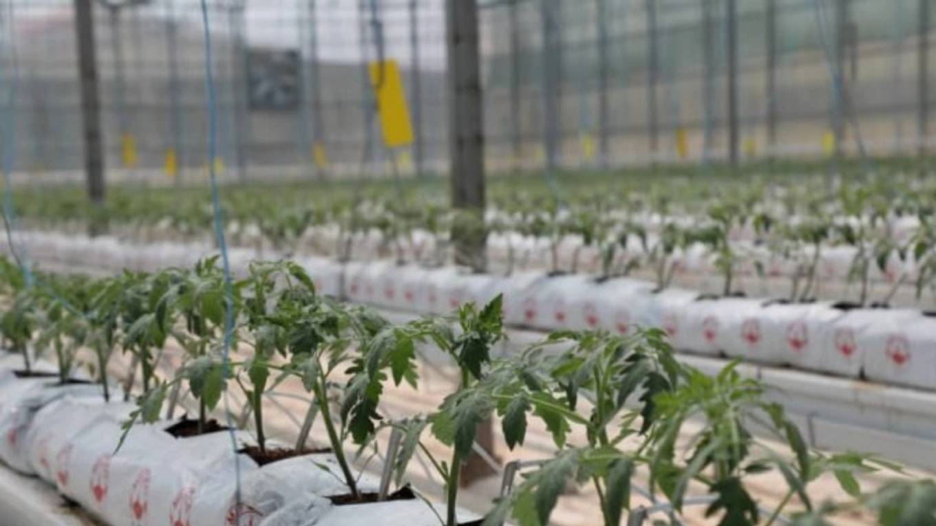 گلخانه هوشمند چگونه آینده کشاورزی را متحول می کند؟ گلخانه هوشمند چگونه آینده کشاورزی را متحول می کند؟